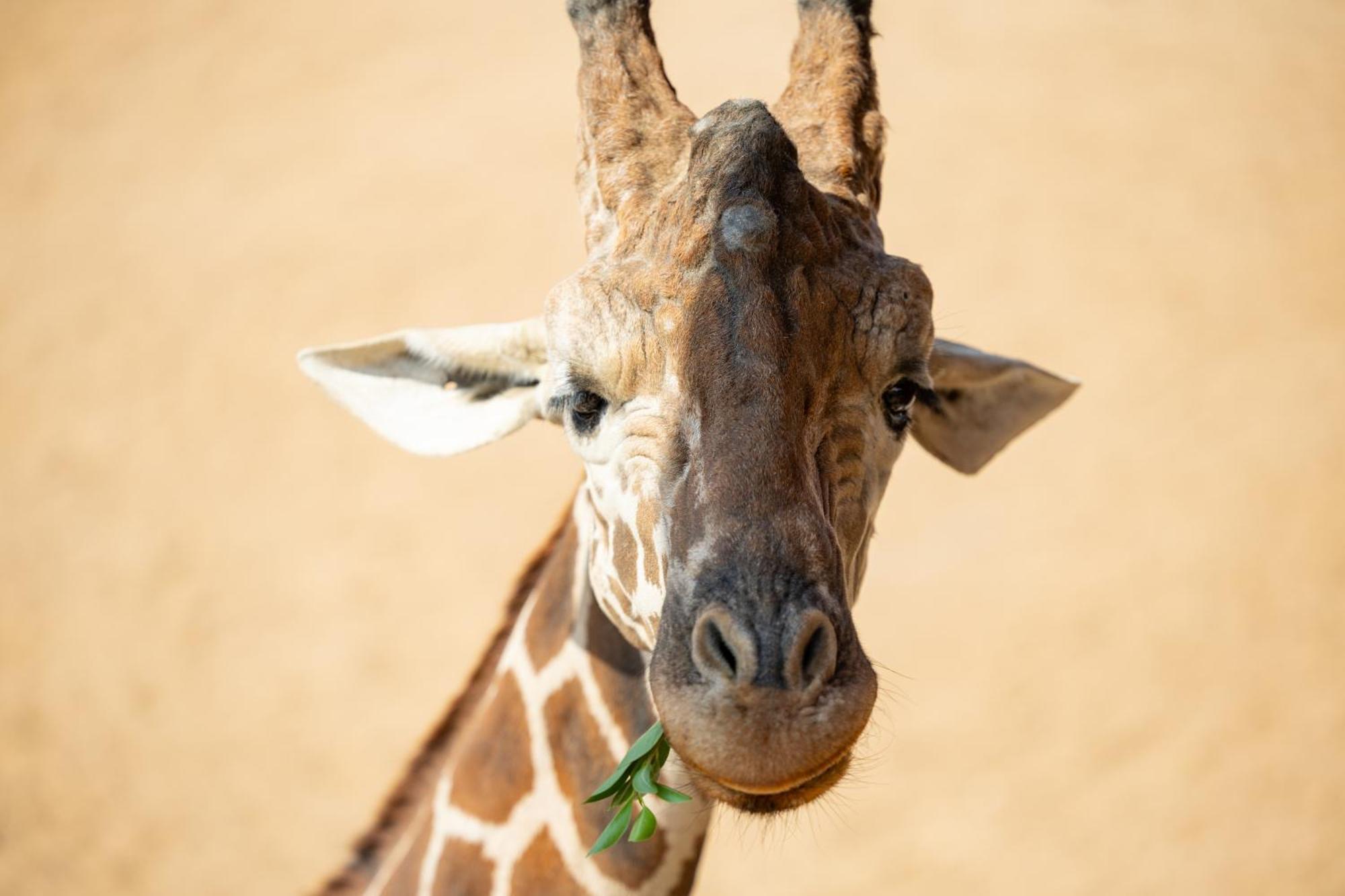 San Antonio Zoo - Spekboom Giraffe Lodge Экстерьер фото